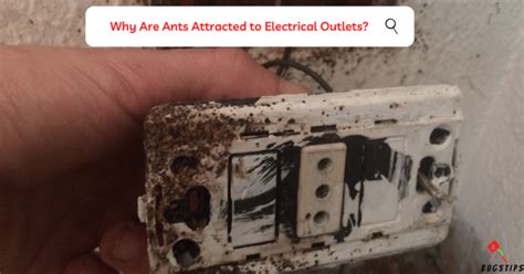 electrical outlet ants removal